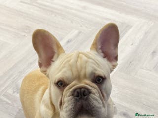 French Bulldog dogs French BullDog Boy - 7 Months Old - Advert 21