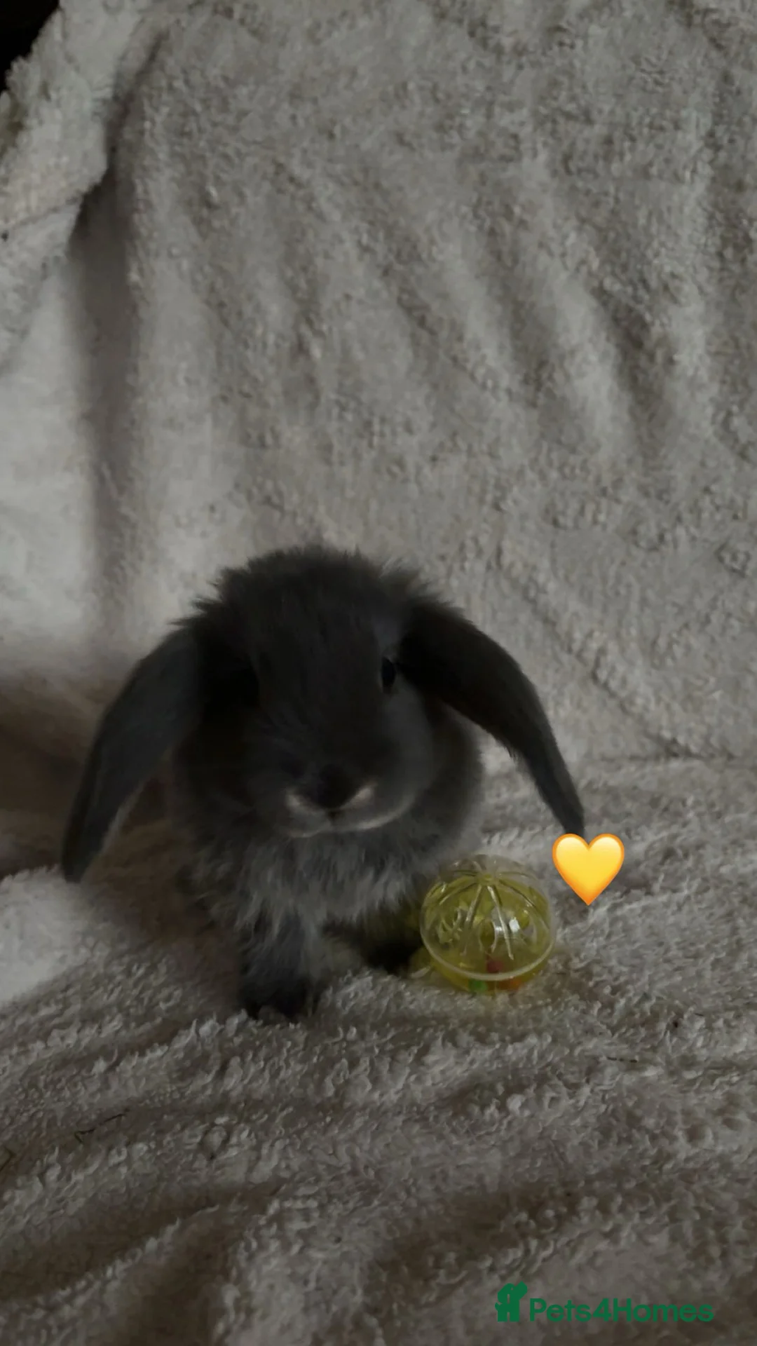 Mixed Breed rabbits for sale: baby rabbits now available - Advert 20