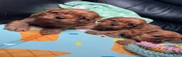 Cavalier King Charles Spaniel dogs for sale: Ruby KC King Charles Cavalier Health Tested  - Advert 22
