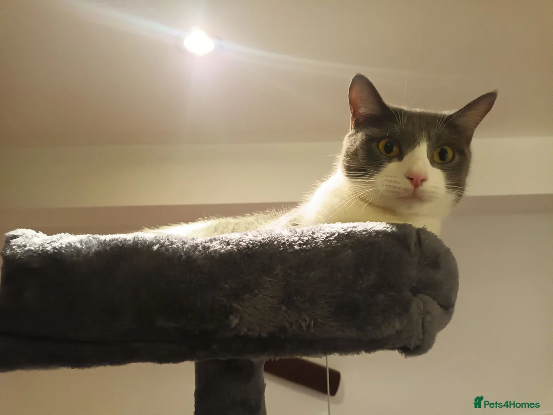 Mixed Breed cats for sale: Kitten for sale. - Advert 4