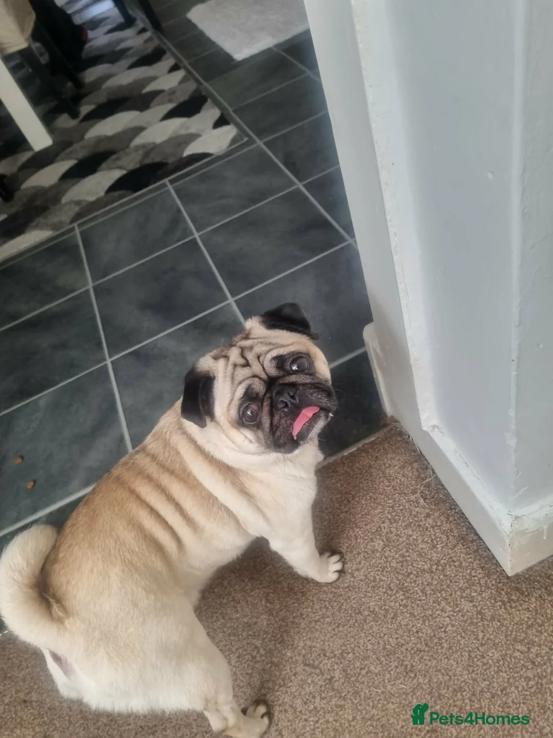 Pug dogs for sale: Pug rocky in Folkestone - Advert 3