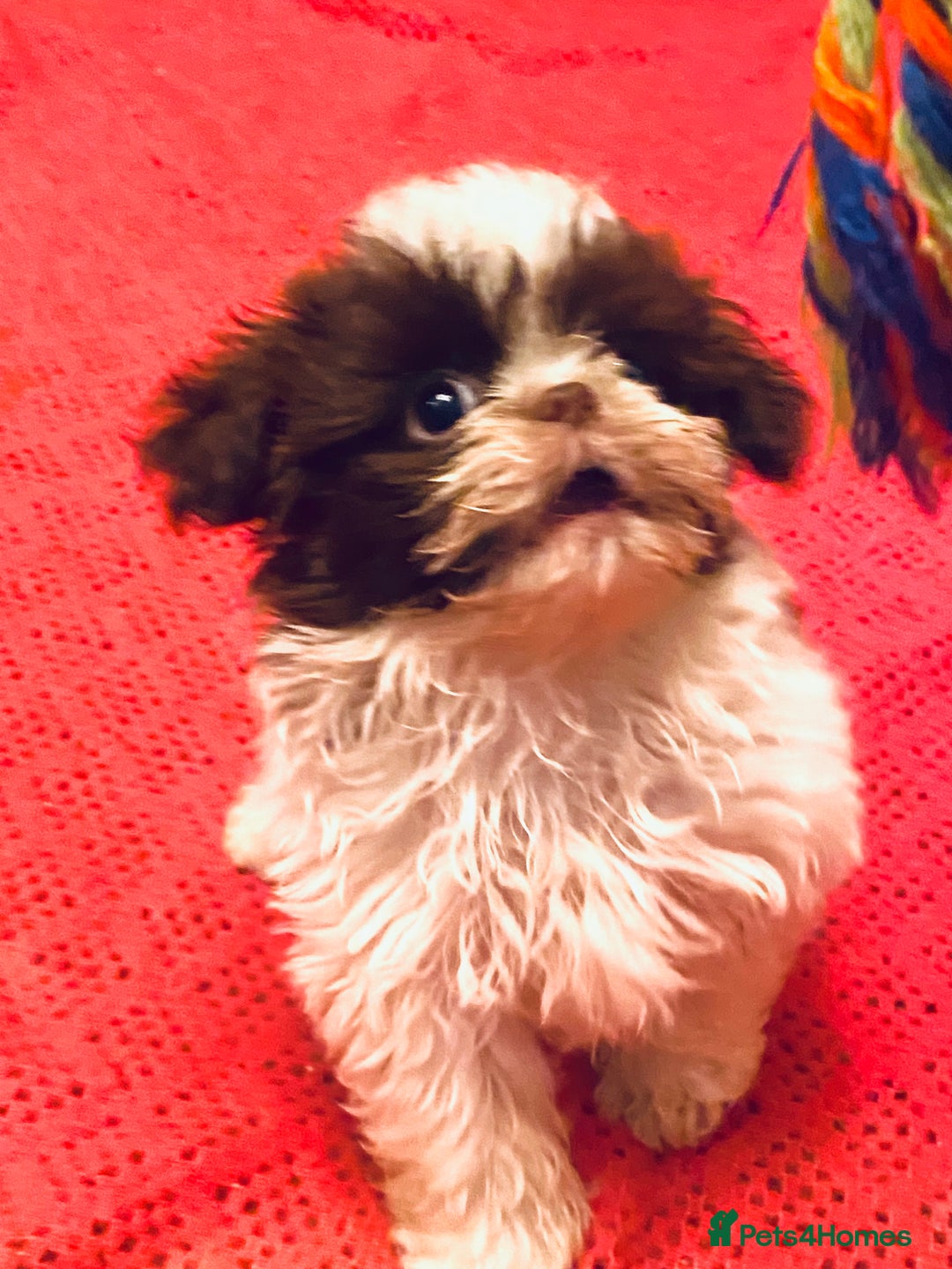 Shih Tzu dogs for sale: Stunning fluffy imperial chocolate and white shizu - Advert 2