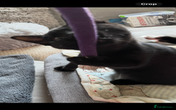 Mixed Breed cats for sale: Mother cat & her kittens wanting homes  - Image 11