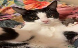 Mixed Breed cats for sale: Male kitten - Advert 1