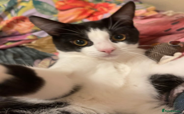 Mixed Breed cats Male kitten - Advert 4