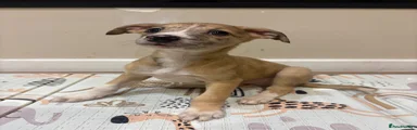 💙 Boy 2 – Brindle Merle 