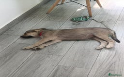 Mixed Breed dogs for adoption: 🐾 WINNIE - a Lovely young Girl, for a Loving Home - Image 12