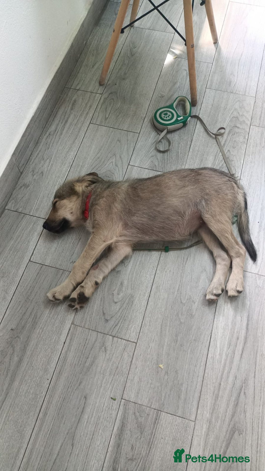 Mixed Breed dogs for adoption: 🐾 WINNIE - a Lovely young Girl, for a Loving Home - Image 12