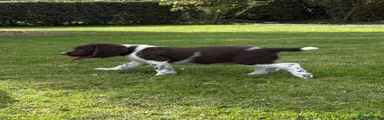 English Springer Spaniel 2