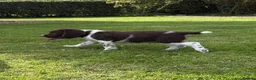 English Springer Spaniel dogs for sale: Very Well Bred Male Springer Spaniels - Advert 9