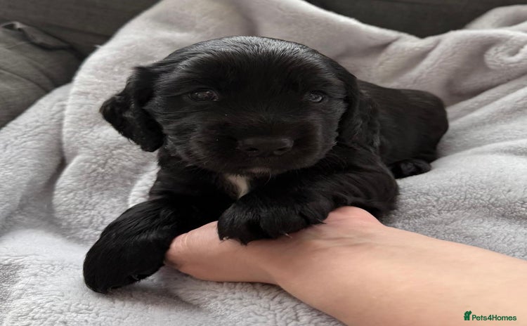 Cocker Spaniel dogs - Advert 2