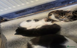 Mixed Breed cats for sale: 3 kittens available  - Image 4