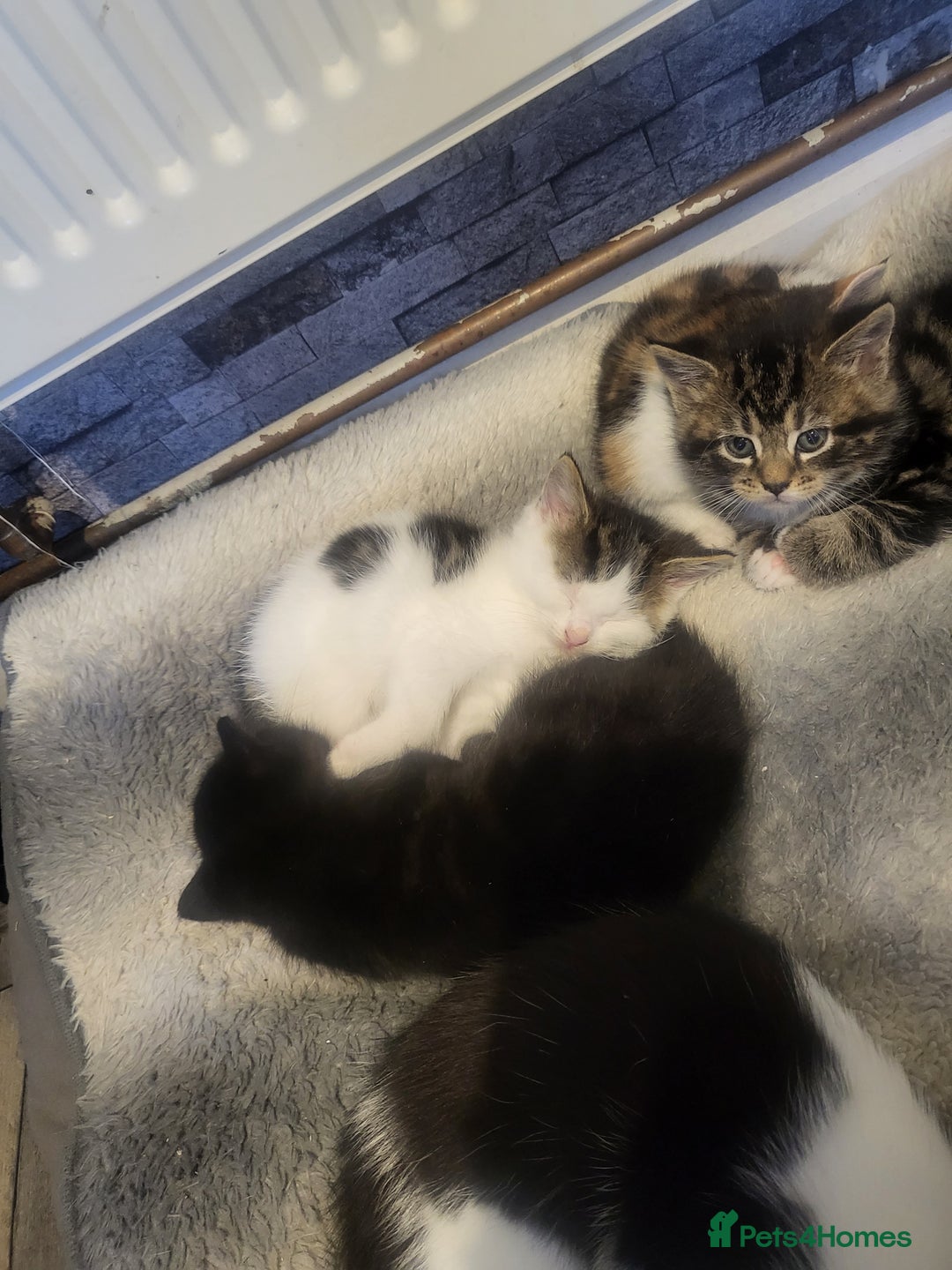 Mixed Breed cats for sale: 3 kittens available  - Image 4