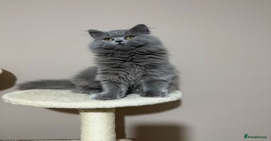 British Shorthair cats - Advert 14