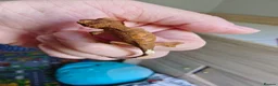 Gecko reptiles for sale: Unsexed baby crested geckos - Advert 5