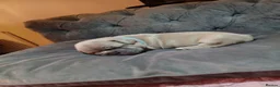 French Bulldog dogs for sale: Beautiful  French  Bulldog  kc reg  PUPPIES  in Hull - Advert 17