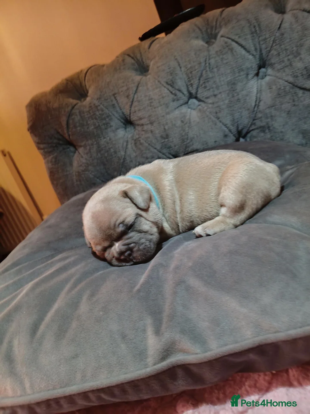 French Bulldog dogs for sale: Beautiful  French  Bulldog  kc reg  PUPPIES  in Hull - Advert 17
