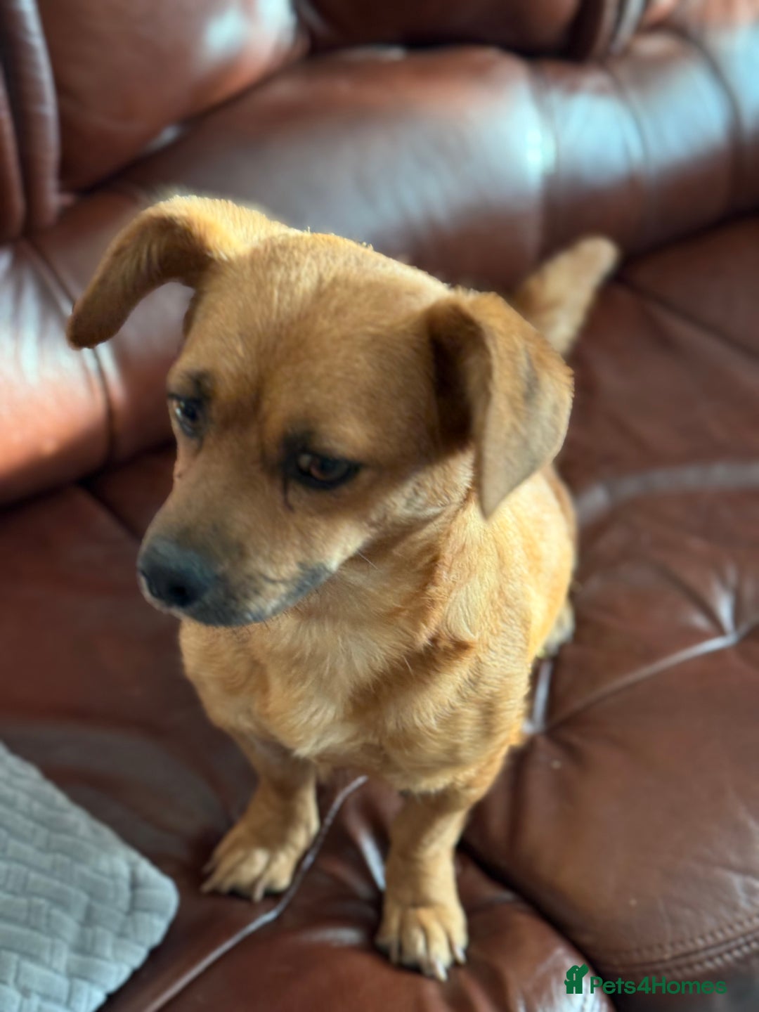 Mixed Breed dogs for adoption: Lovely Luna looking for LOVE - Image 2