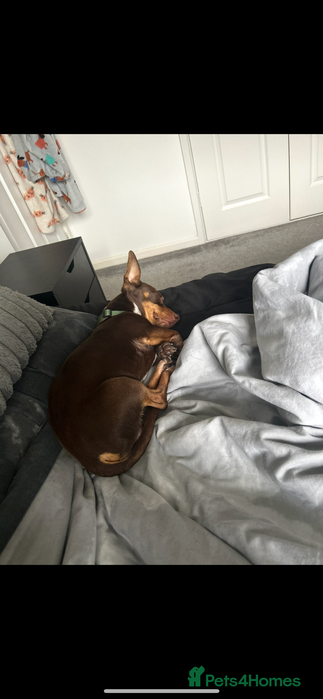 Mixed Breed dogs for sale: Ozzie (aka Weenie) - Miniature Dachshund Cross  - Image 5