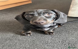 Dachshund dogs for sale: Miniature dachshund  - Image 5