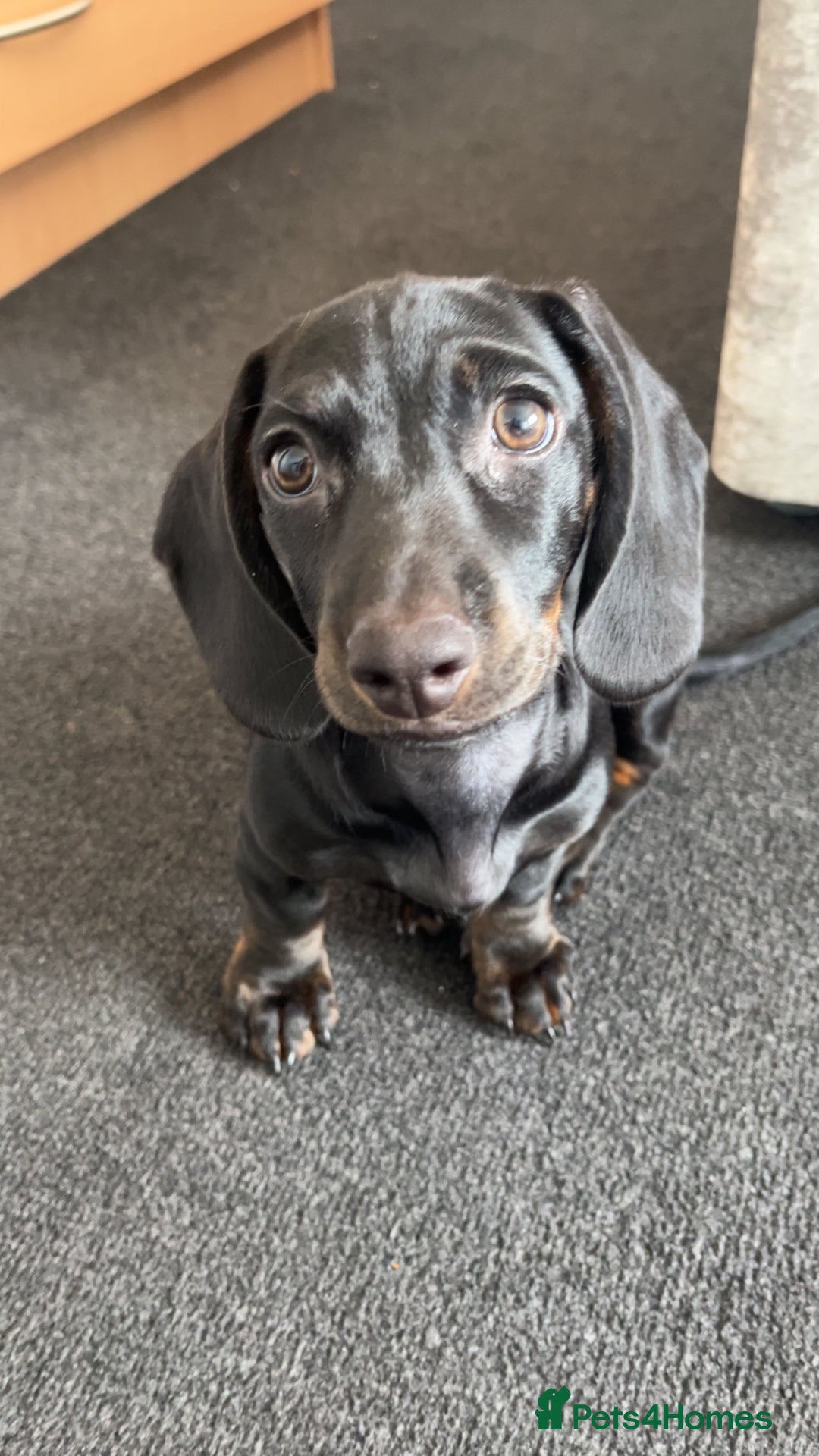 Dachshund dogs for sale: Miniature dachshund  - Image 5