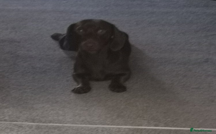 Miniature Dachshund dogs - Advert 1