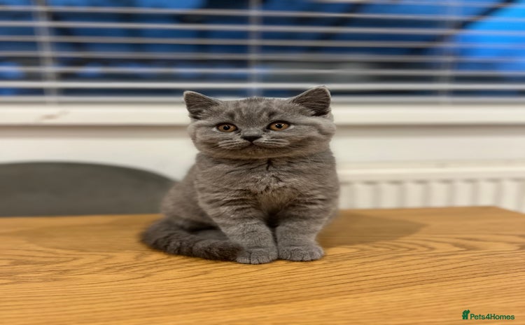 British Shorthair cats 2 GIRLS LEFT - GCCF registered kittens - Advert 16