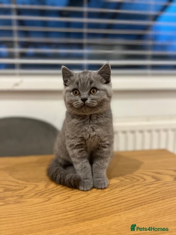 British Shorthair cats 2 GIRLS LEFT - GCCF registered kittens - Advert 16