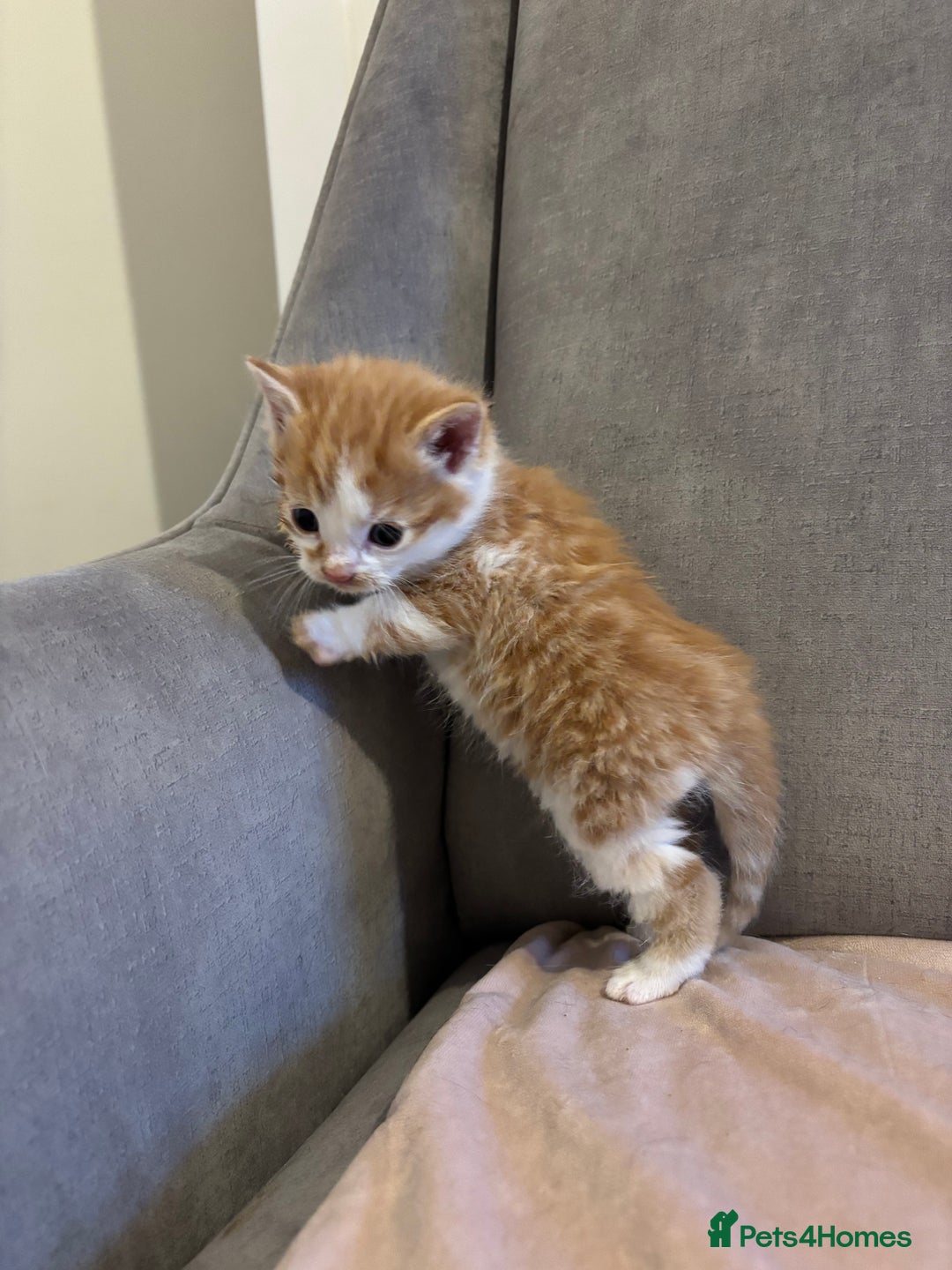 Mixed Breed cats for sale: Kittens stunning Mainecoon cross babies 🐈❤️ - Advert 6