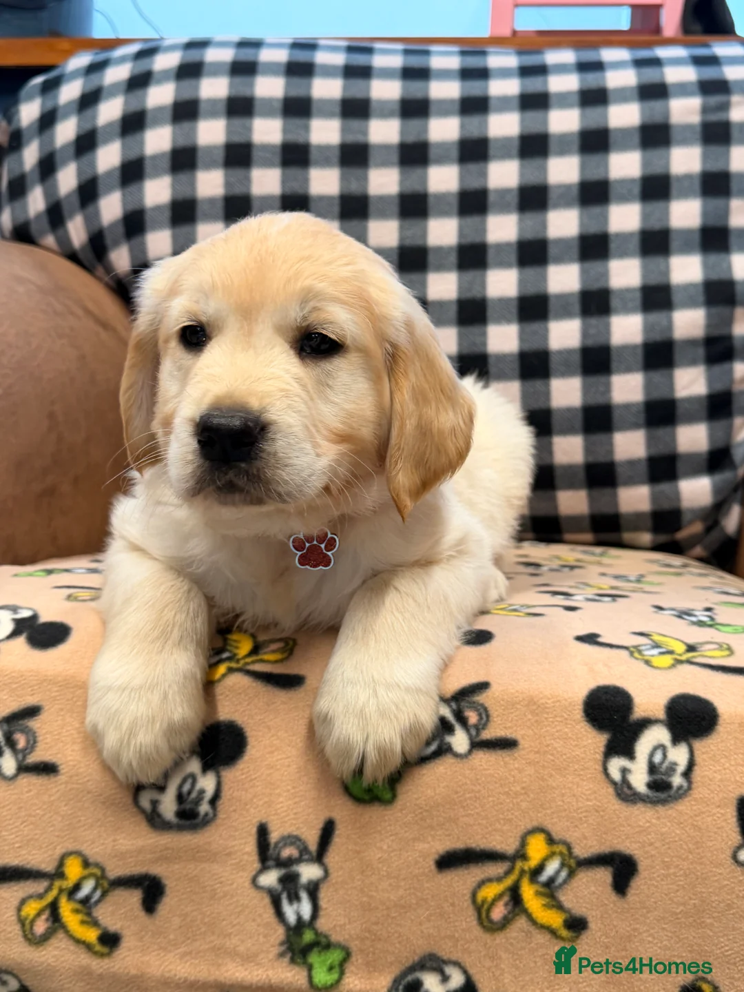 Golden Retriever dogs for sale: 🐶Fluffy bears looking for forever home💕💕 ! - Advert 27