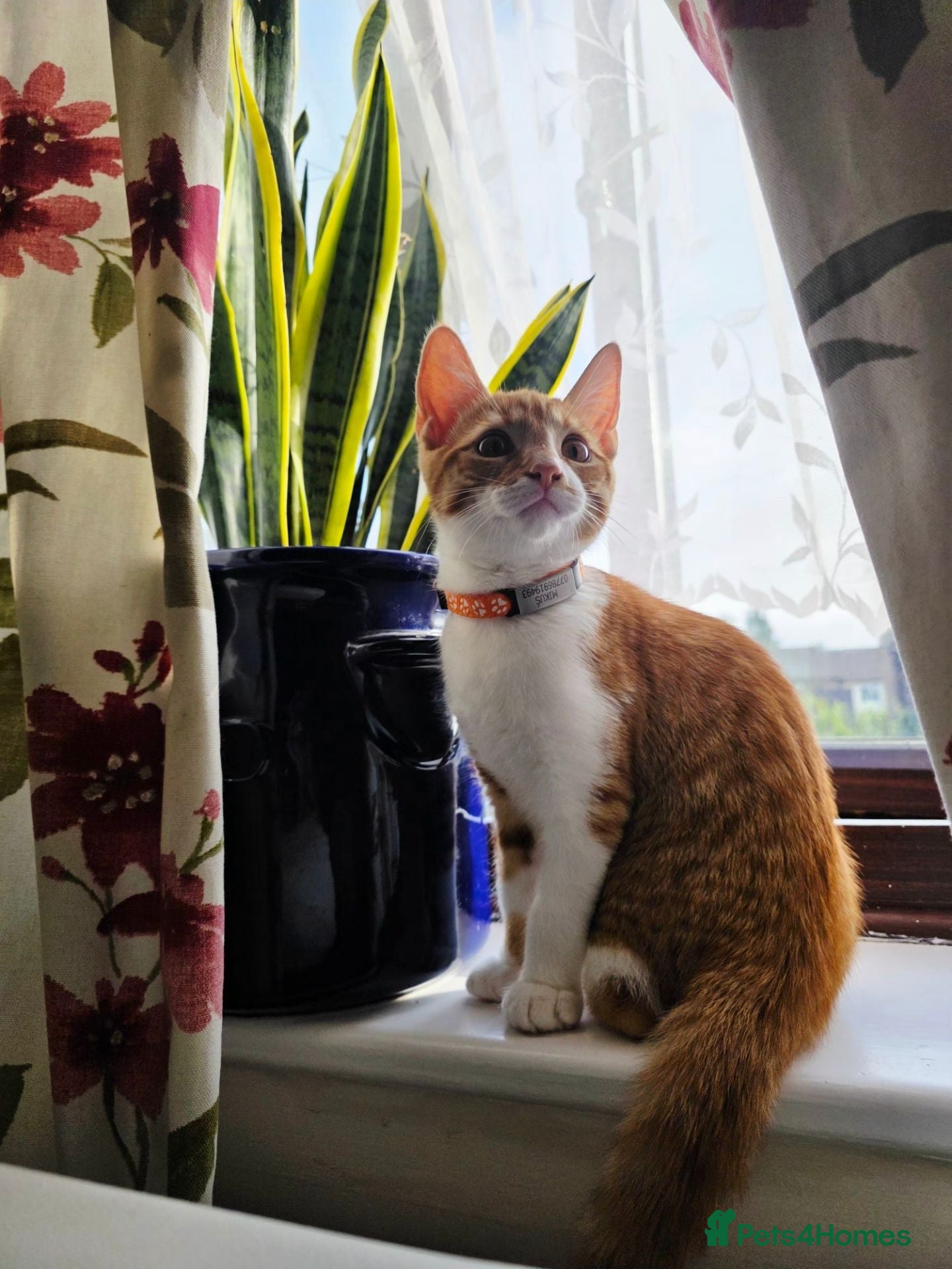 Mixed Breed cats Adorable Male Kitten Looking for His Forever Home! - Advert 4