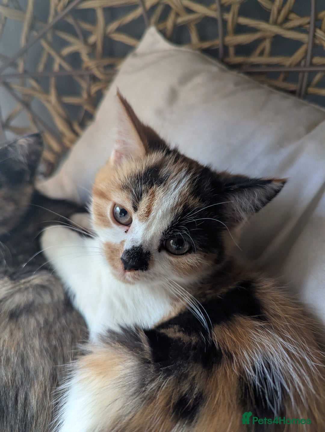 Bengal cats for sale: Bengal / Norwegian Forest Kittens Boy & Girl!  - Image 4