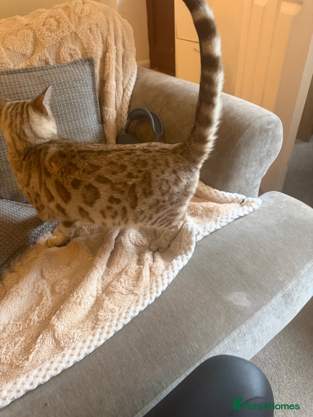 Bengal cats for sale: Tics active mink carrier of blue female  - Advert 4