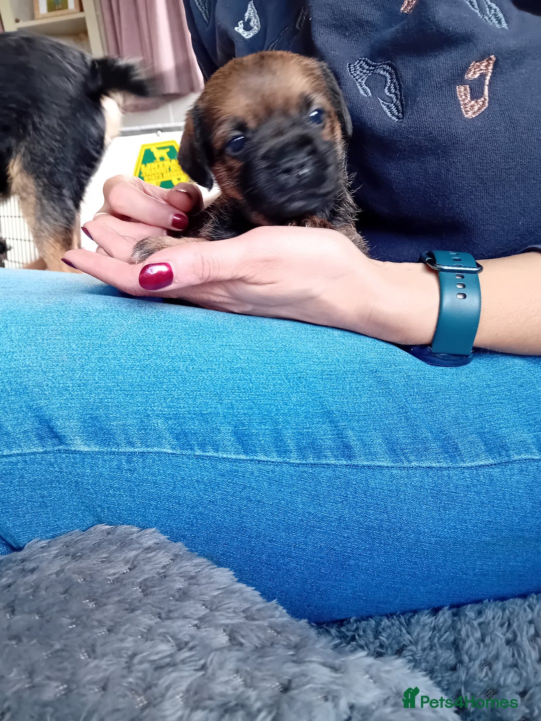 Border Terrier dogs for sale: Kc reg border terrier dog pups  - Advert 5
