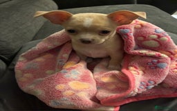 Chihuahua dogs for sale: co 15-Week-Old Chihuahua Puppy - Nancy  - Image 3