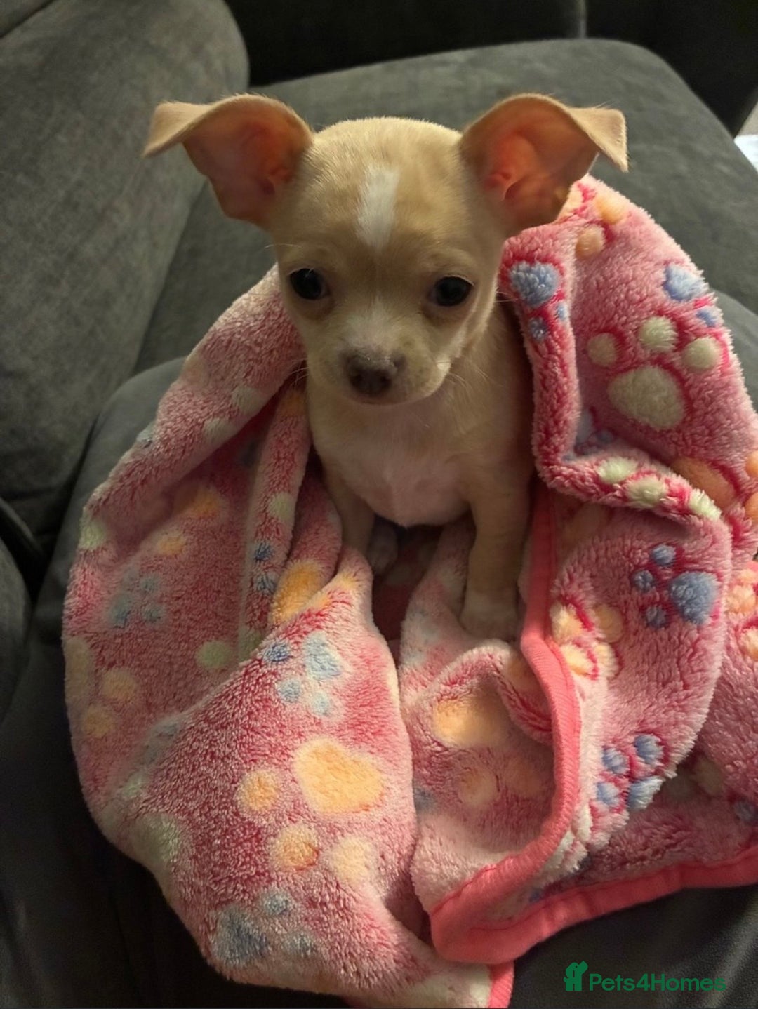 Chihuahua dogs for sale: co 15-Week-Old Chihuahua Puppy - Nancy  - Image 3
