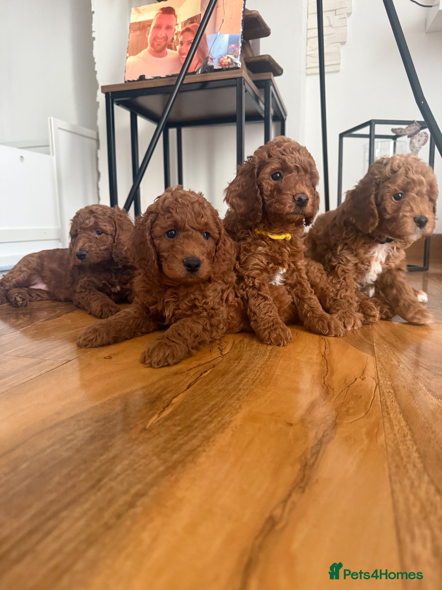 Cockapoo dogs Last Boy & Girl Available! Stunning Cockapoo - Advert 2