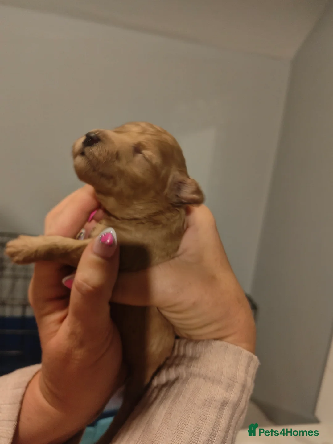 Miniature Poodle dogs for sale: 💥 Miniature poodle 💥 - Advert 9