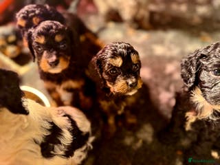 Cavapoo dogs Ready to leave! Top Class Cavapoo puppies. - Advert 12