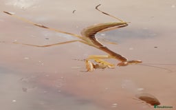 Mixed Breed invertebrates for sale: Mixed invertebrates  - Image 3