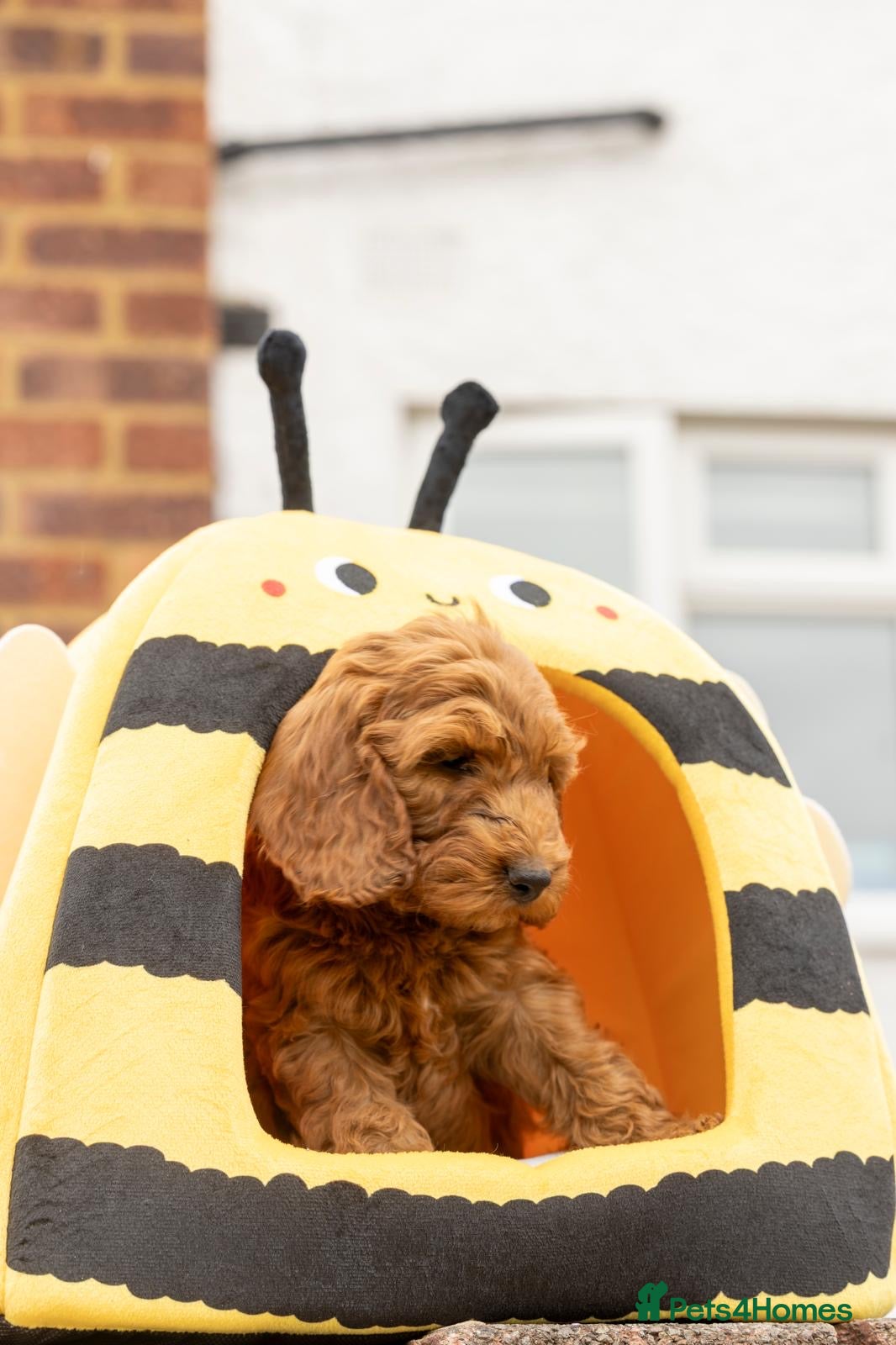 Cockapoo dogs 🐶 Cockerpoo Puppies – Loving Forever Homes 🐶 - Advert 18