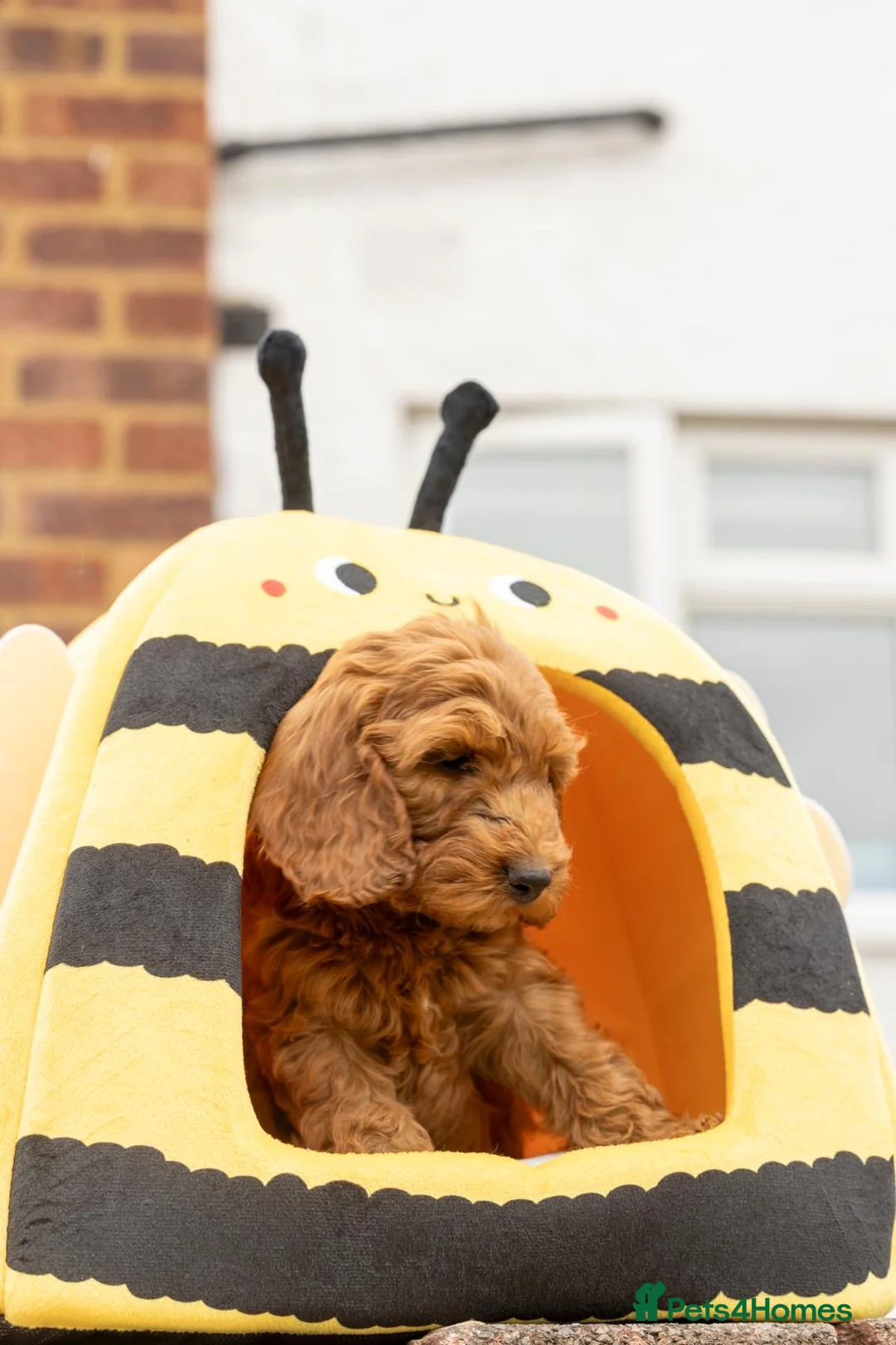Cockapoo dogs for sale: 🐶 Cockerpoo Puppies – Loving Forever Homes 🐶 - Advert 1