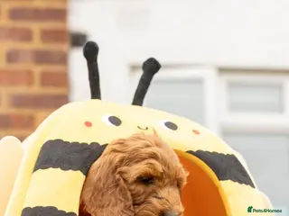 Cockapoo dogs 🐶 Cockerpoo Puppies – Loving Forever Homes 🐶 - Advert 18