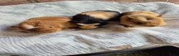 Guinea Pig rodents for sale: Crested Baby Girl Guinea Pigs - Advert 3