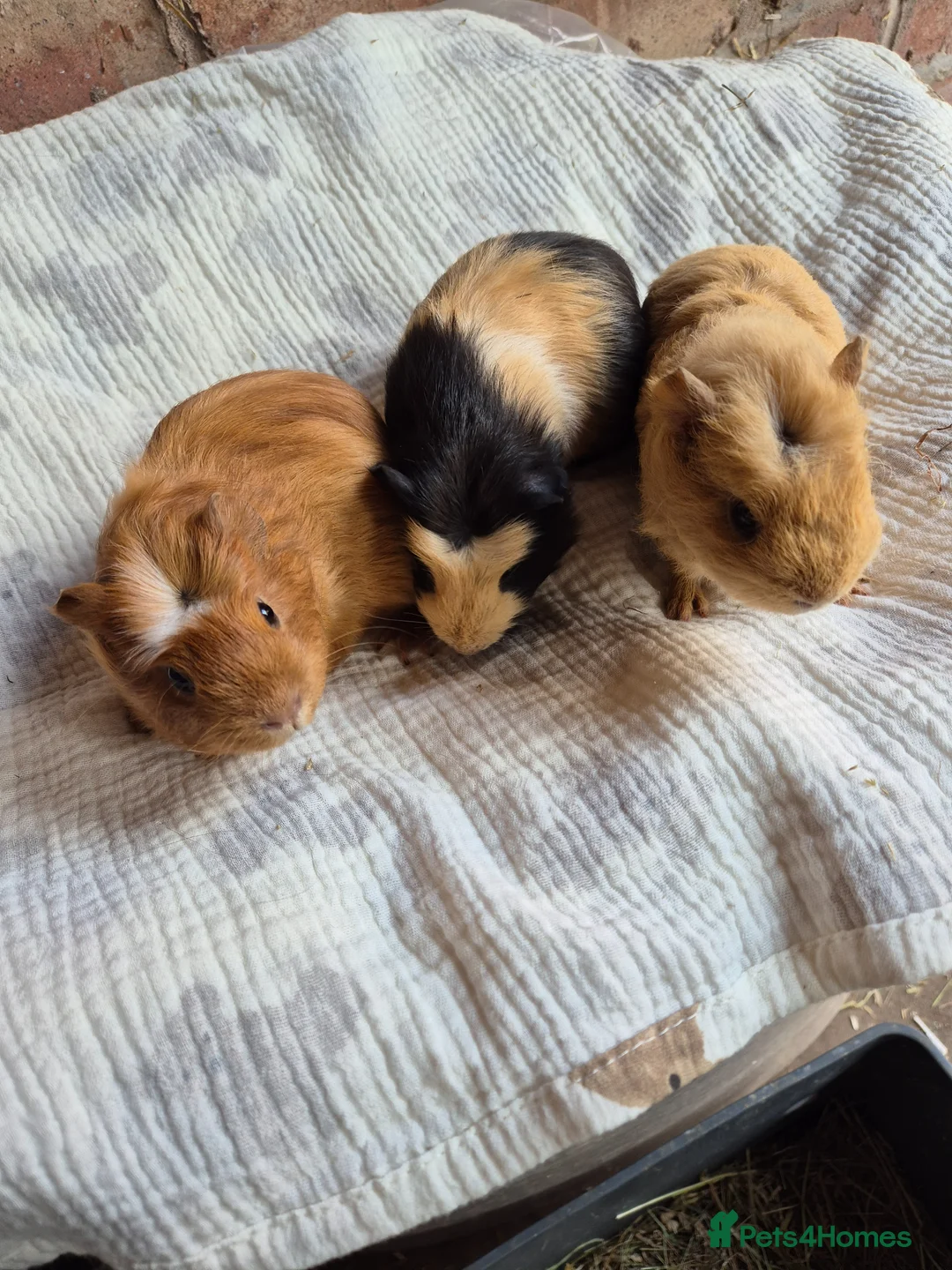 Guinea Pig rodents for sale: Crested Baby Girl Guinea Pigs - Advert 3