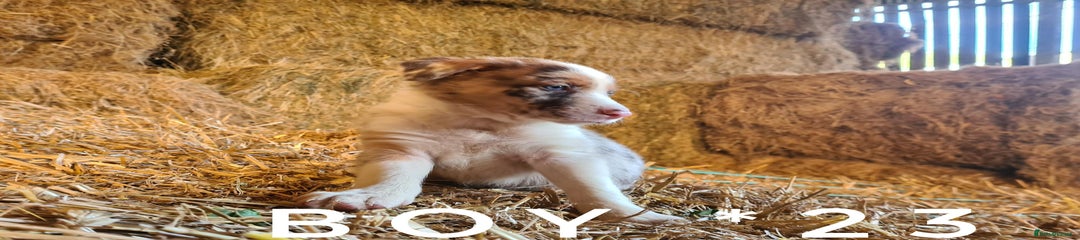 Boy 23
