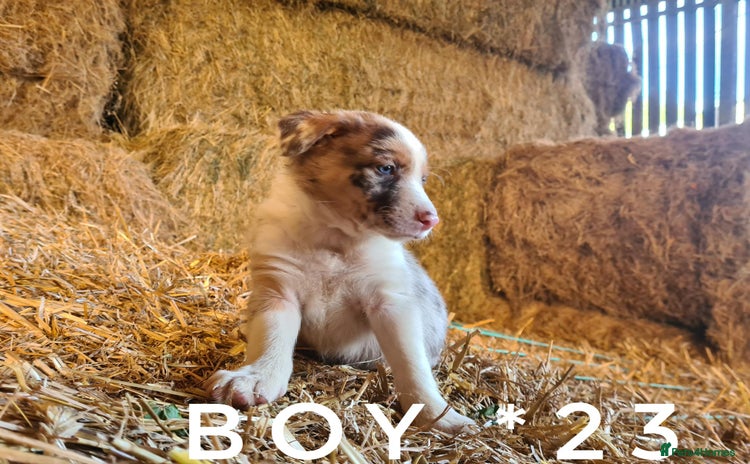 Border Collie dogs - Advert 7