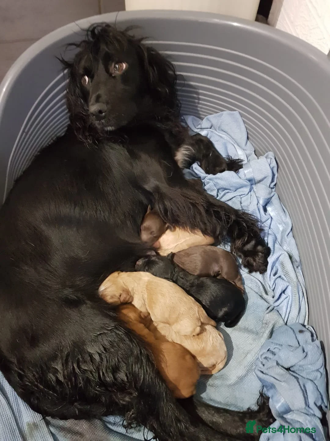 Poodle dogs for stud: Red K.C Reg Miniature Poodle 4 Stud HEALTH TESTED in Chesterfield - Advert 16