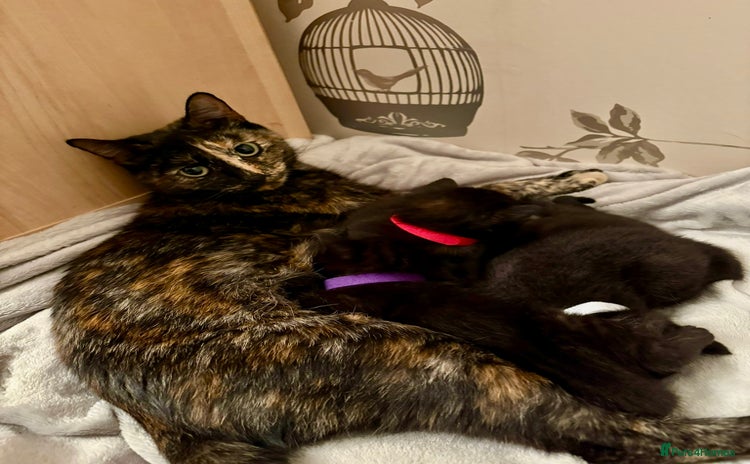 Mixed Breed cats - Advert 8