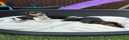 Jack Russell dogs for sale: Jack Russell puppies in Sandy - Advert 9